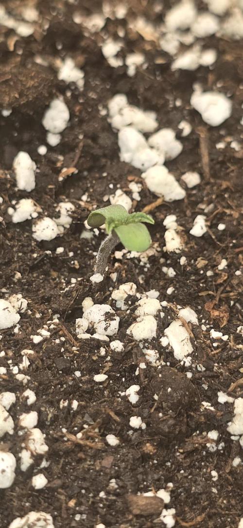 Fastbuds autoflower run. Week 0