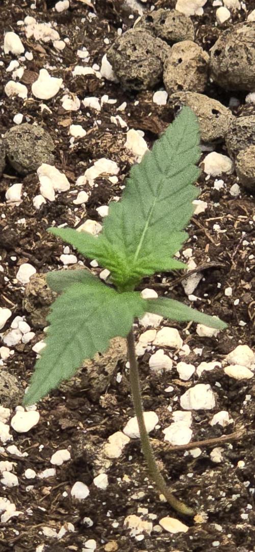 Fastbuds autoflower run. Week 1