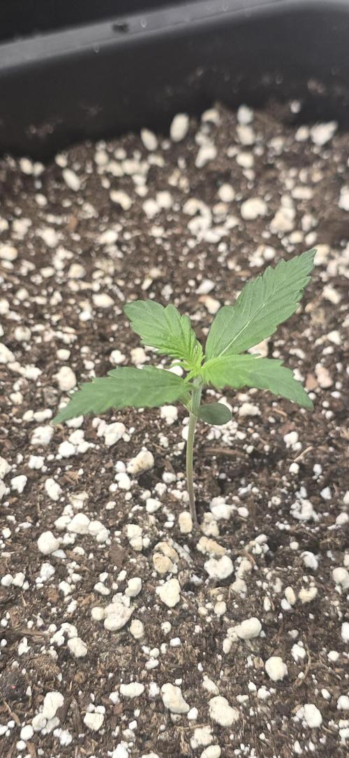 Fastbuds autoflower run. Week 1