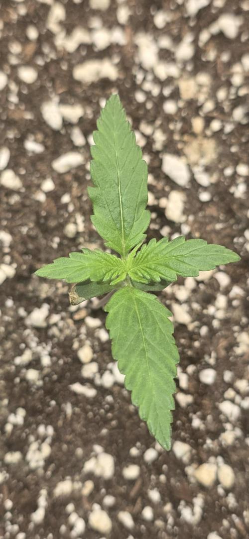 Fastbuds autoflower run. Week 1