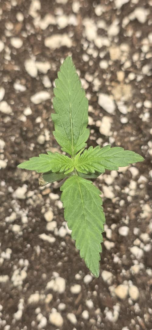 Fastbuds autoflower run. Week 1