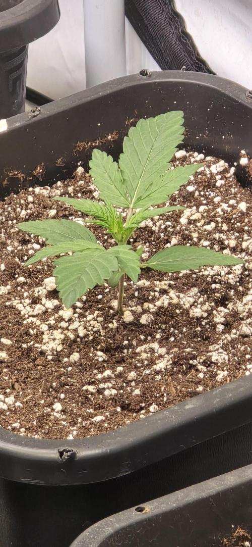 Fastbuds autoflower run. Week 2
