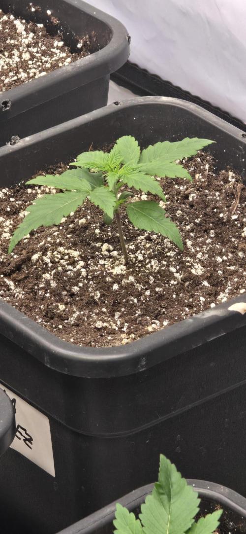 Fastbuds autoflower run. Week 2