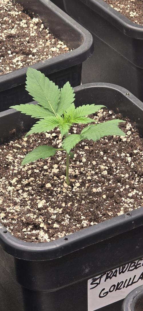 Fastbuds autoflower run. Week 2