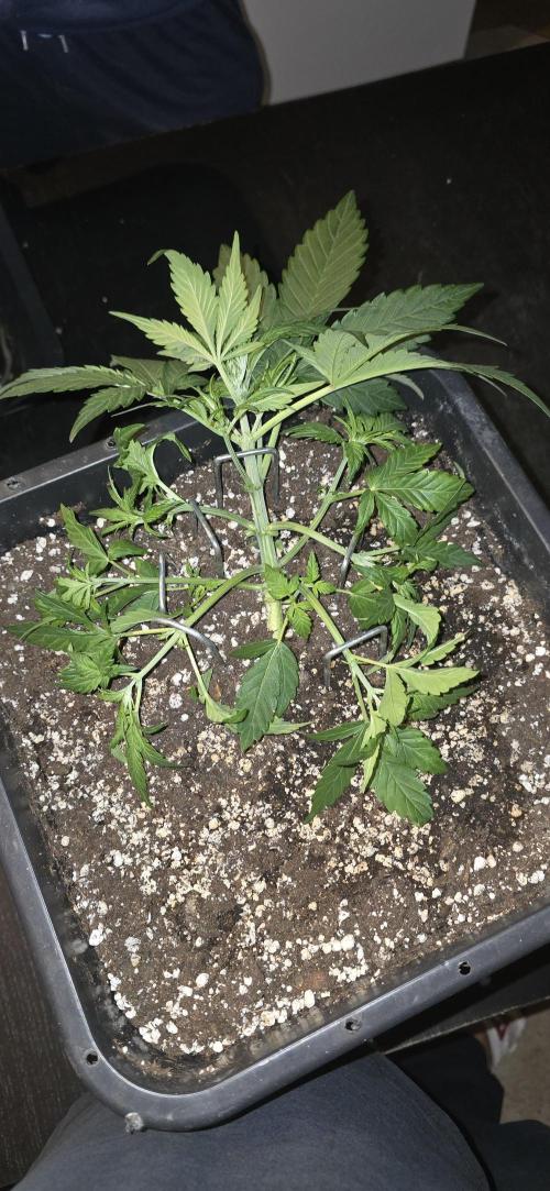 Fastbuds autoflower run. Week 3