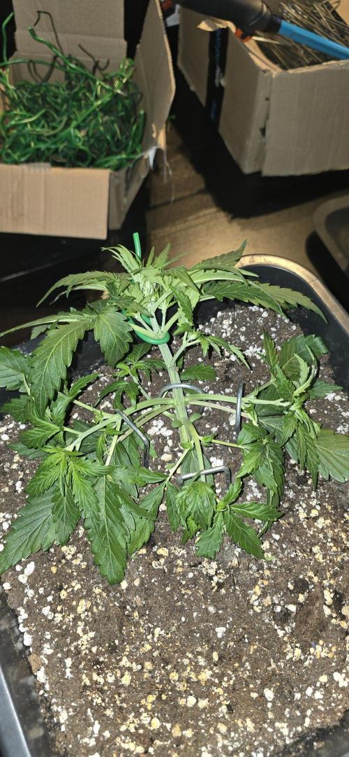 Fastbuds autoflower run. Week 3