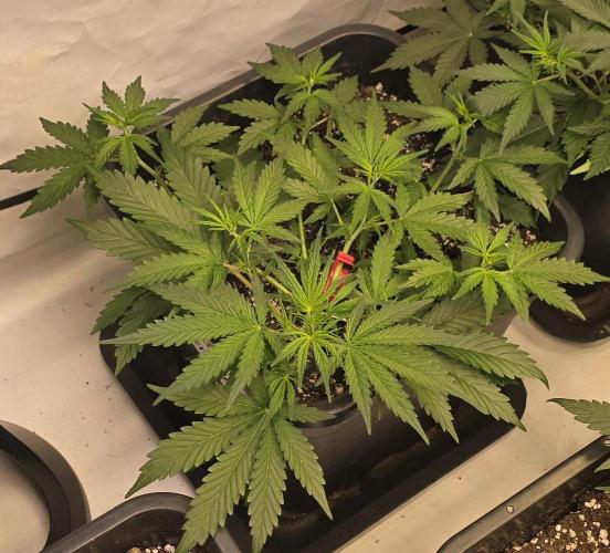 Fastbuds autoflower run. Week 4