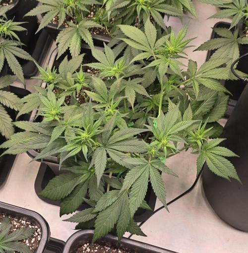 Fastbuds autoflower run. Week 4