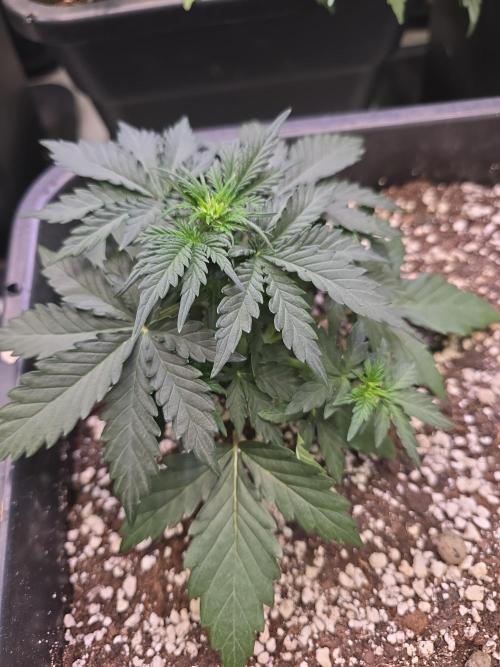Fastbuds autoflower run. Week 4