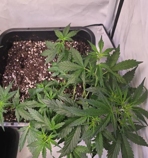 Fastbuds autoflower run. Week 4