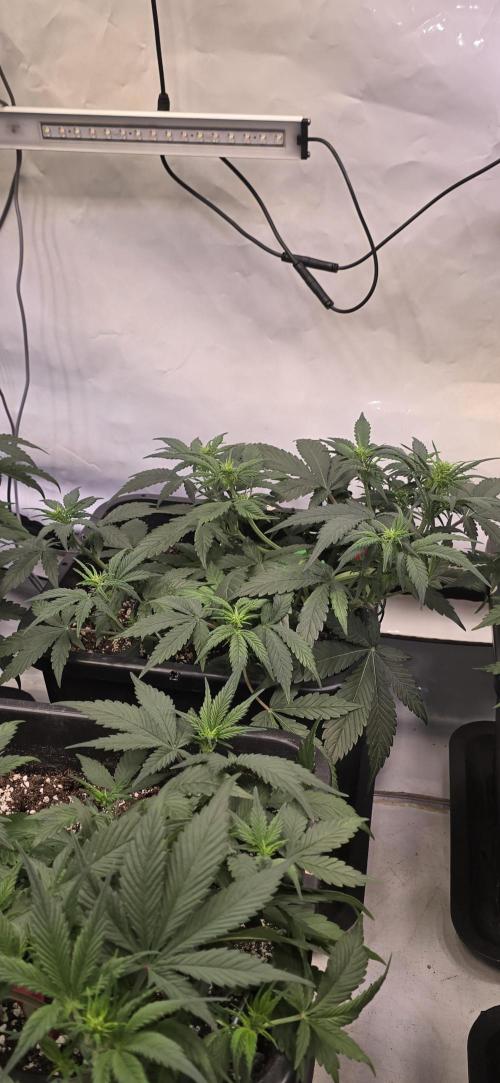 Fastbuds autoflower run. Week 4