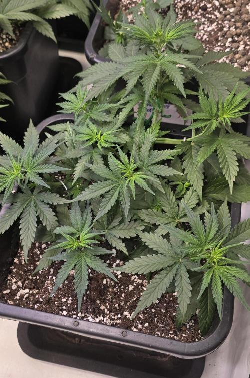 Fastbuds autoflower run. Week 4