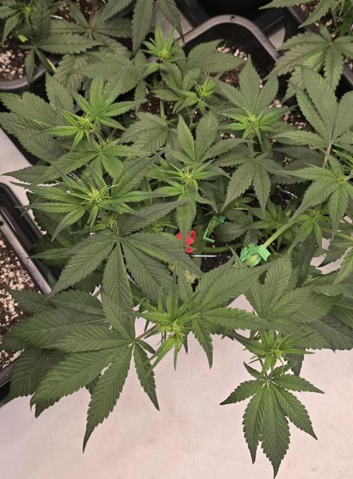 Fastbuds autoflower run. Week 4