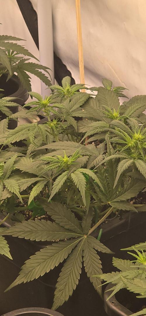 Fastbuds autoflower run. Week 4