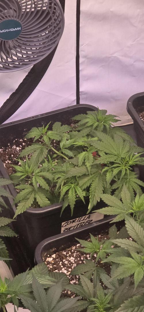 Fastbuds autoflower run. Week 4