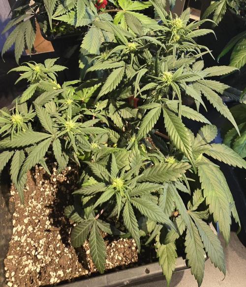 Fastbuds autoflower run. Week 5