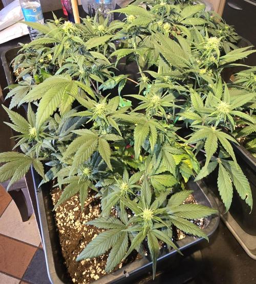 Fastbuds autoflower run. Week 5