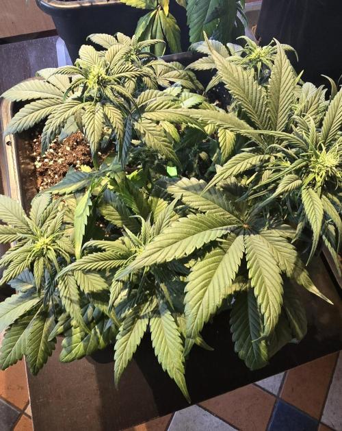 Fastbuds autoflower run. Week 5