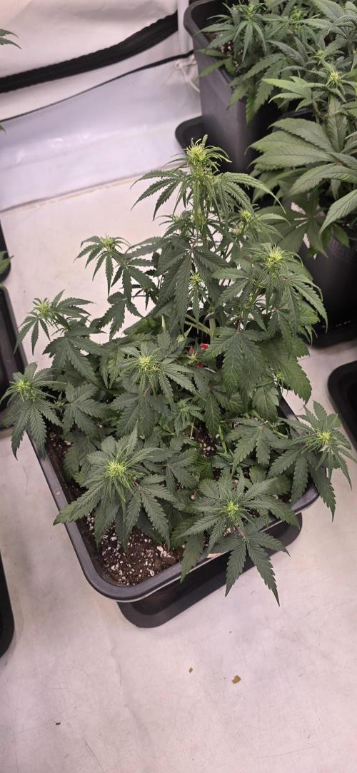 Fastbuds autoflower run. Week 5
