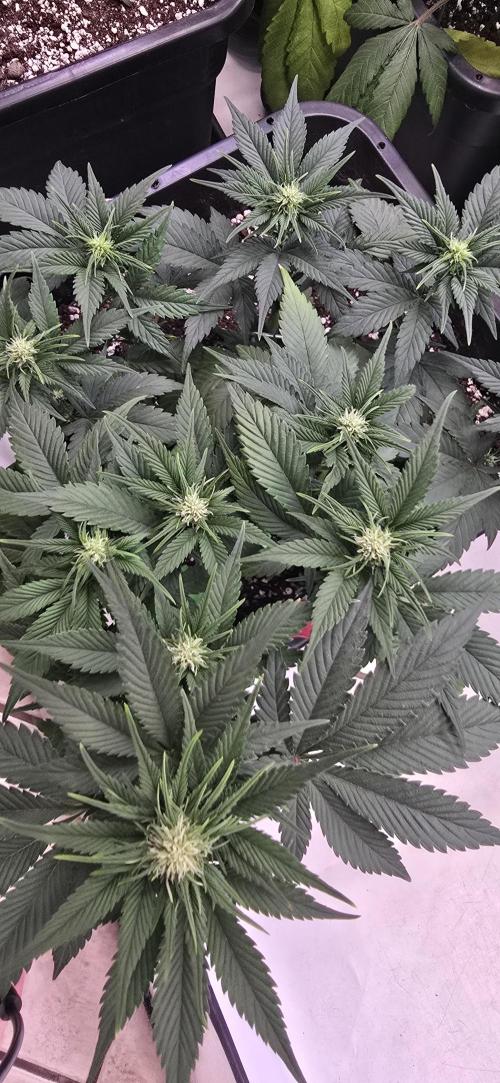 Fastbuds autoflower run. Week 5