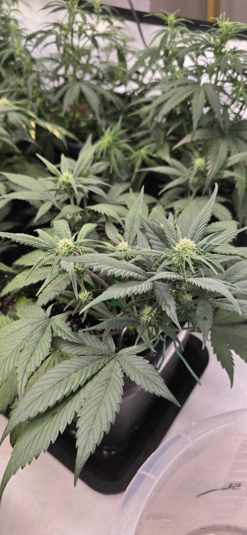 Fastbuds autoflower run. Week 5