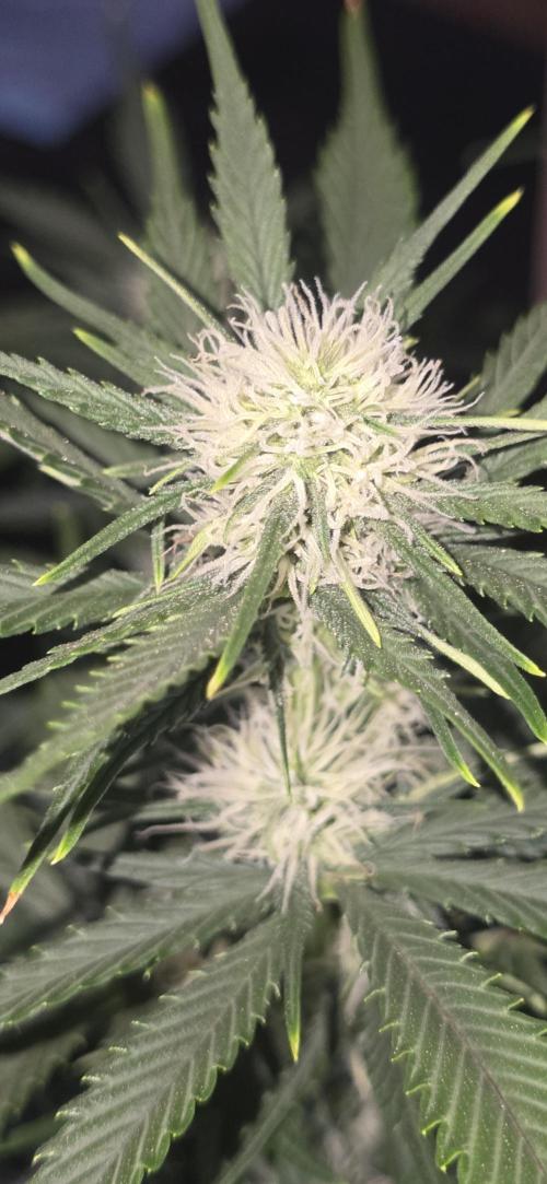 Fastbuds autoflower run. Week 6
