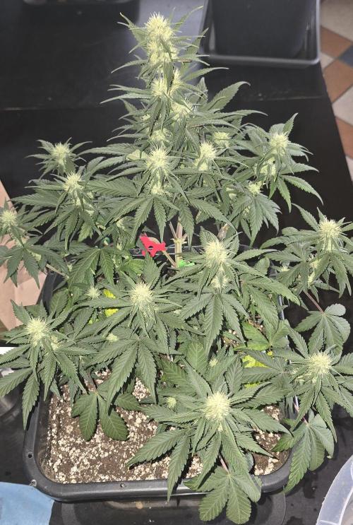 Fastbuds autoflower run. Week 6
