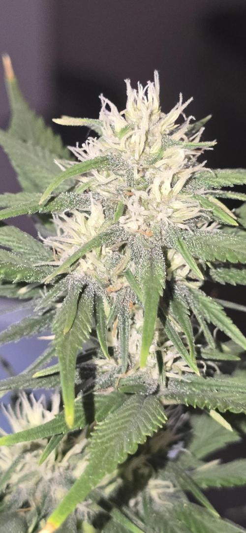 Fastbuds autoflower run. Week 6