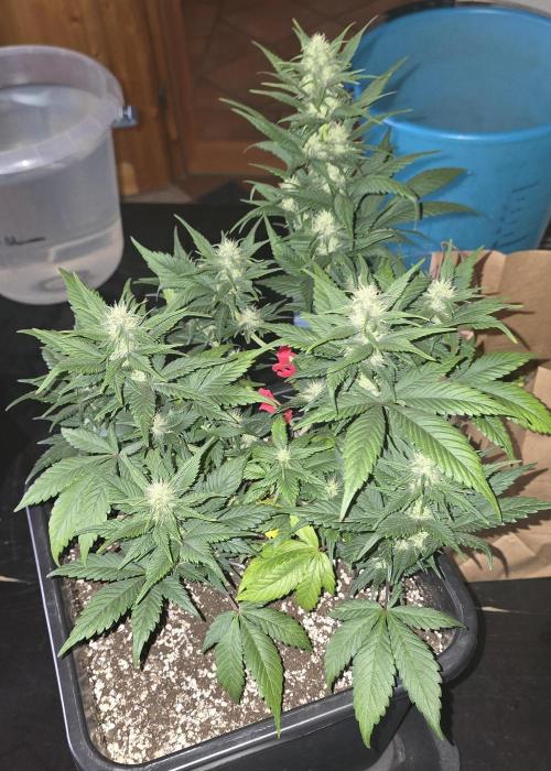 Fastbuds autoflower run. Week 6