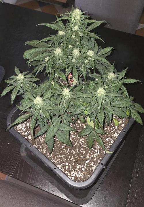 Fastbuds autoflower run. Week 6