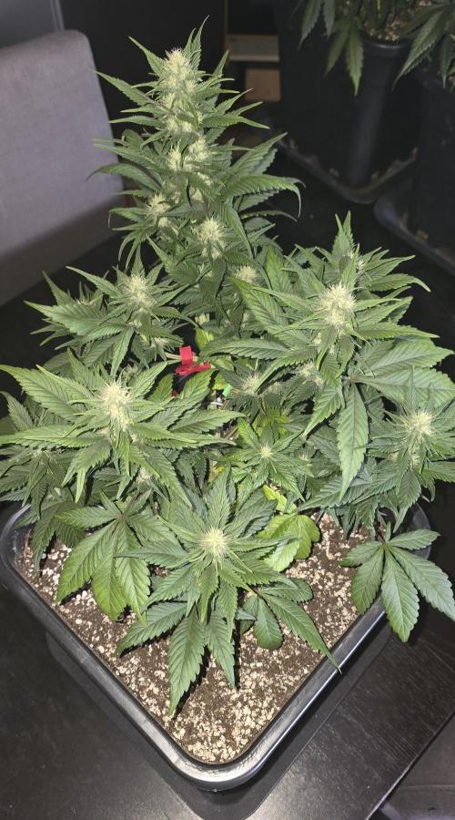 Fastbuds autoflower run. Week 6