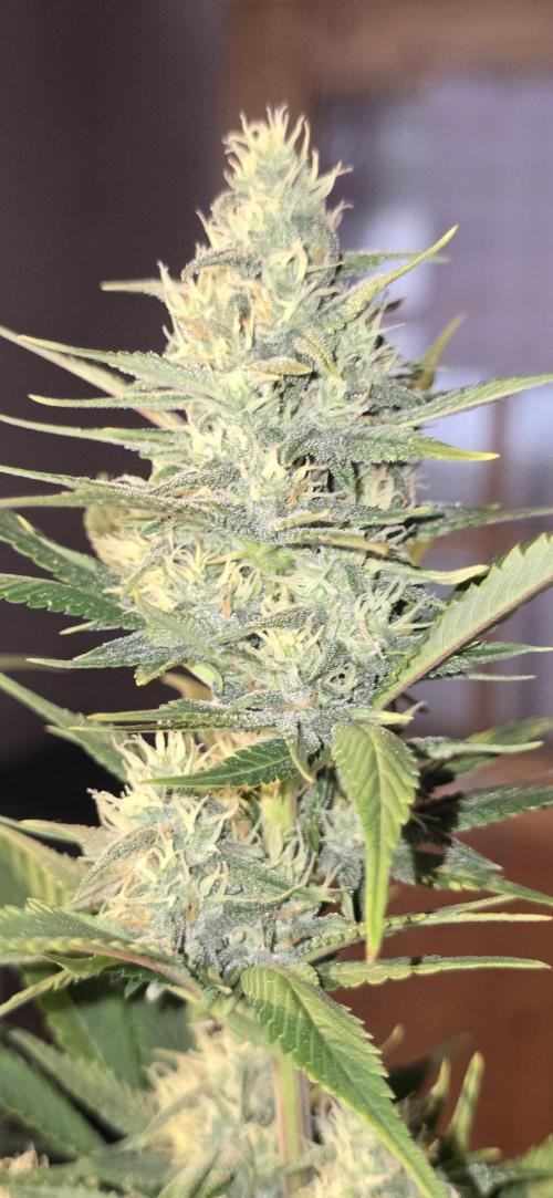 Fastbuds autoflower run. Week 7 - Gorilla/Z
