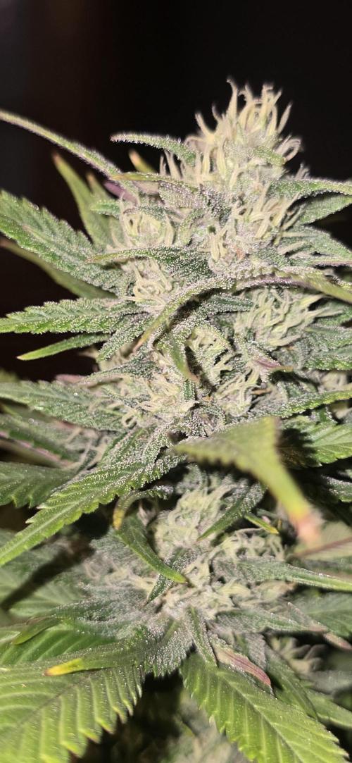 Fastbuds autoflower run. Week 7 - Gorilla Cookies