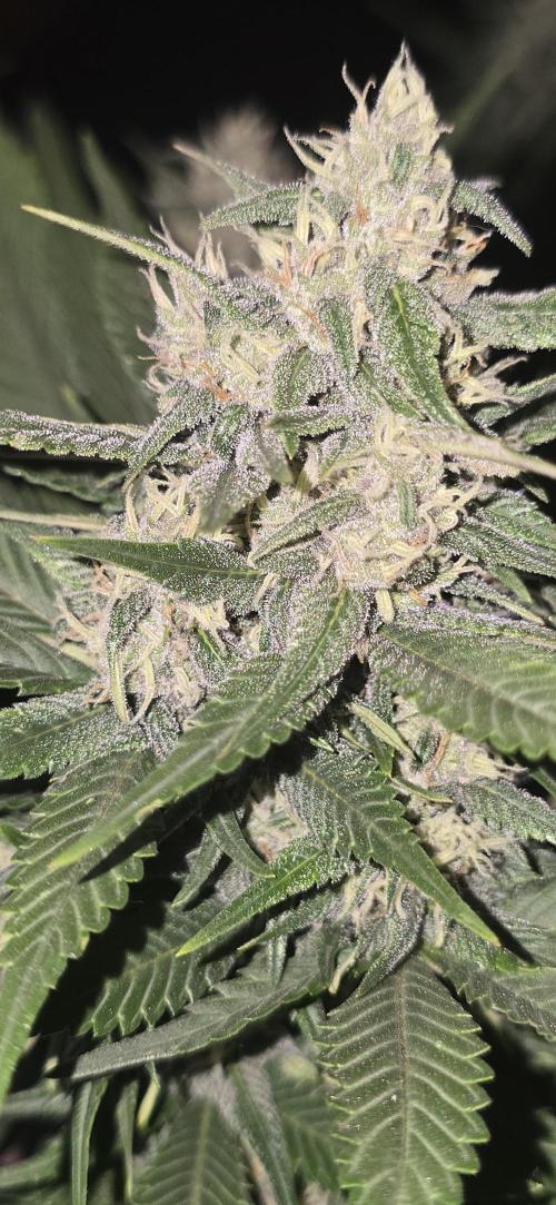 Fastbuds autoflower run. Week 7 - Strawberry gorilla RF3