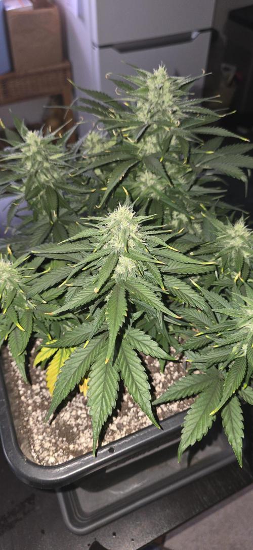 Fastbuds autoflower run. Week 7
