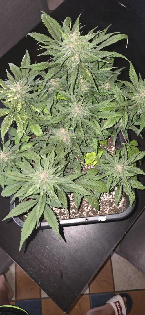 Fastbuds autoflower run. Week 7