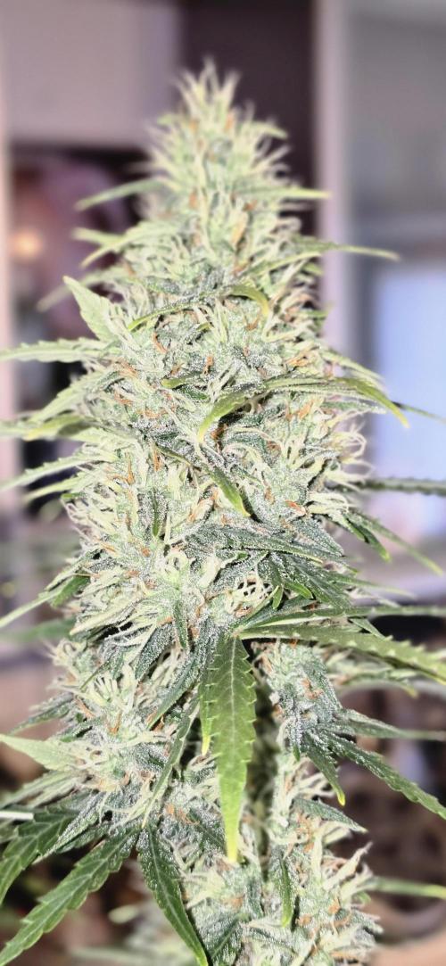 Fastbuds autoflower run. Week 8 - GorillaCookies🍪