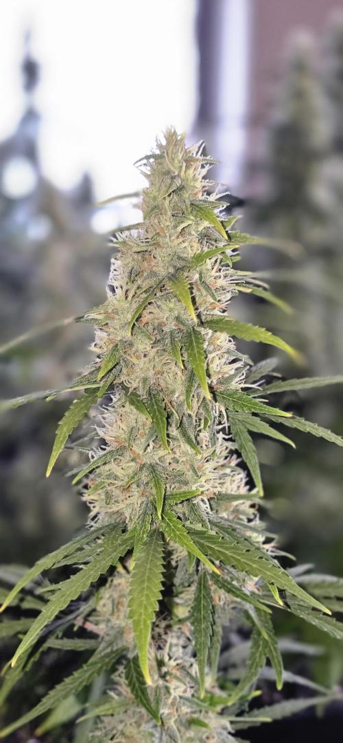 Fastbuds autoflower run. Week 8 - GorillaZ🍬