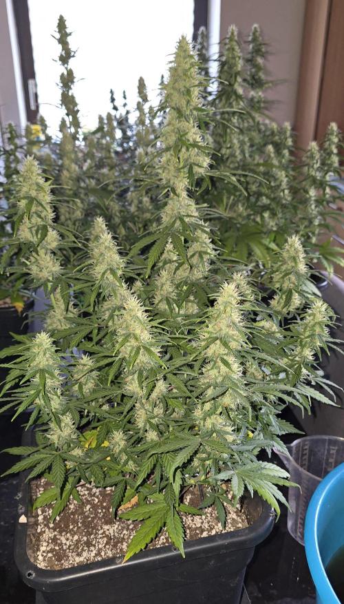 Fastbuds autoflower run. Week 8