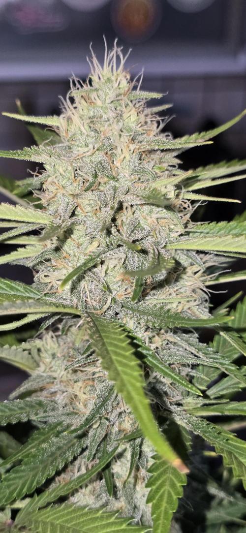 Fastbuds autoflower run. Week 8