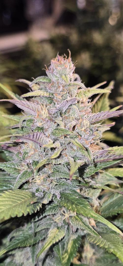 Fastbuds autoflower run. Week 8 - StrawberryGorillaRF3🍓
