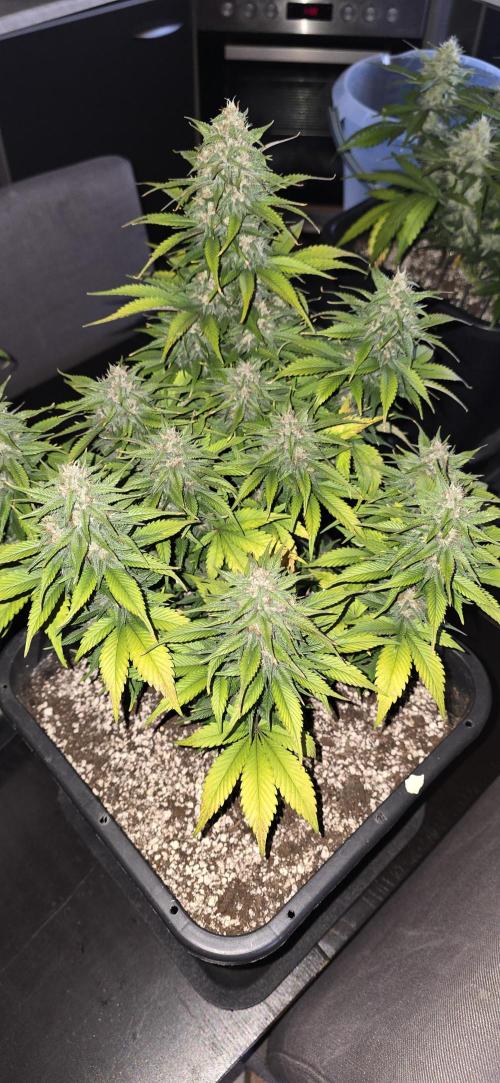 Fastbuds autoflower run. Week 8