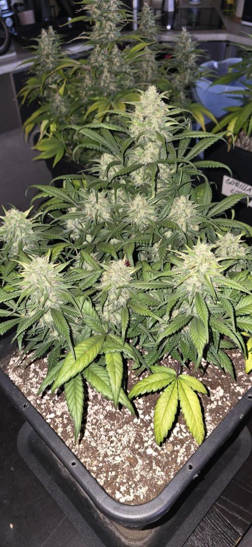 Fastbuds autoflower run. Week 8