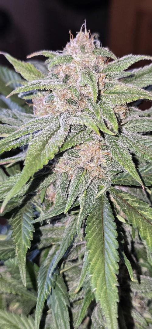 Fastbuds autoflower run. Week 8