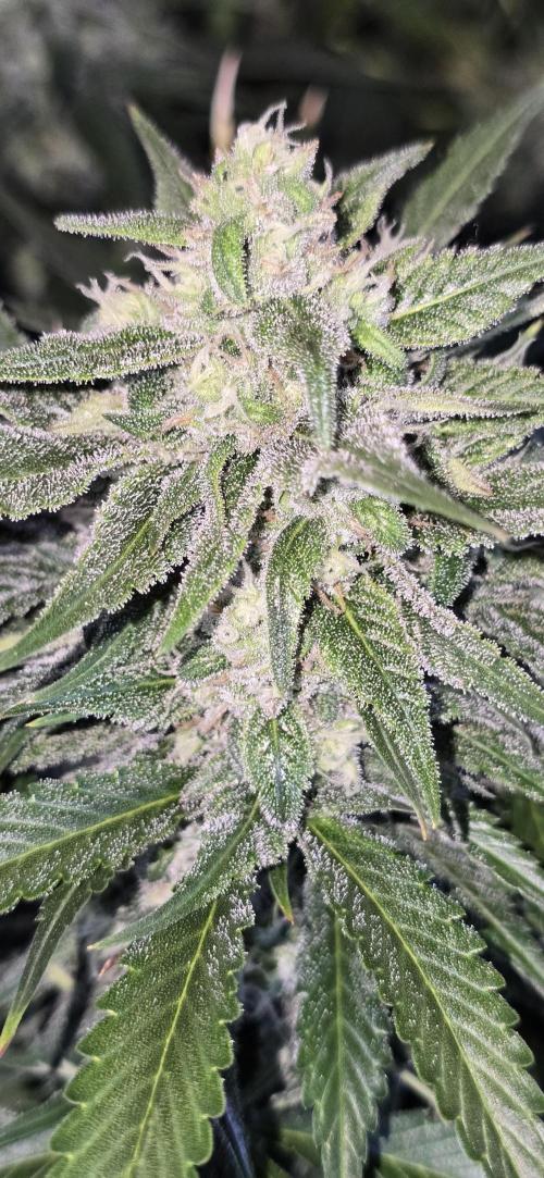 Fastbuds autoflower run. Week 8