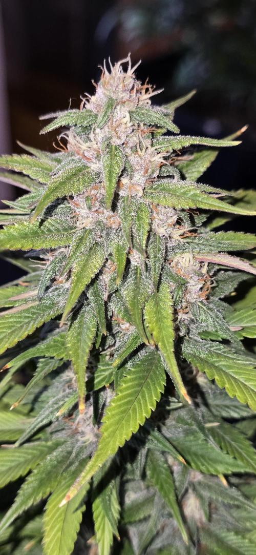 Fastbuds autoflower run. Week 8