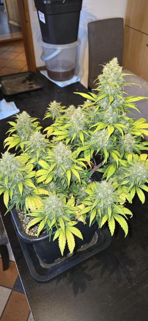 Fastbuds autoflower run. Week 9