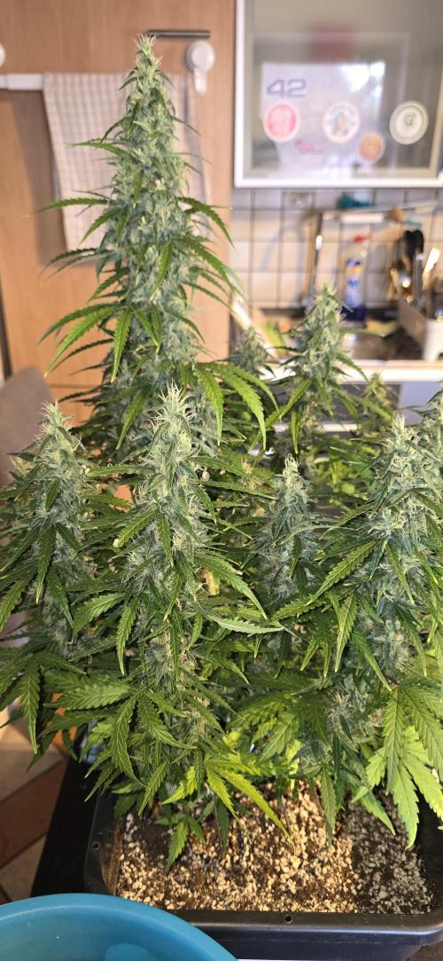 Fastbuds autoflower run. Week 9