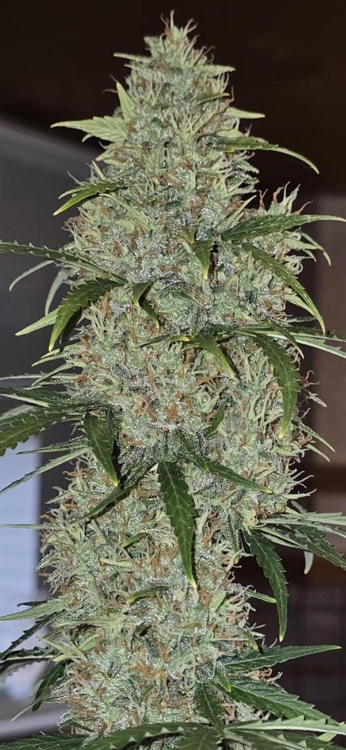 Fastbuds autoflower run. Week 9