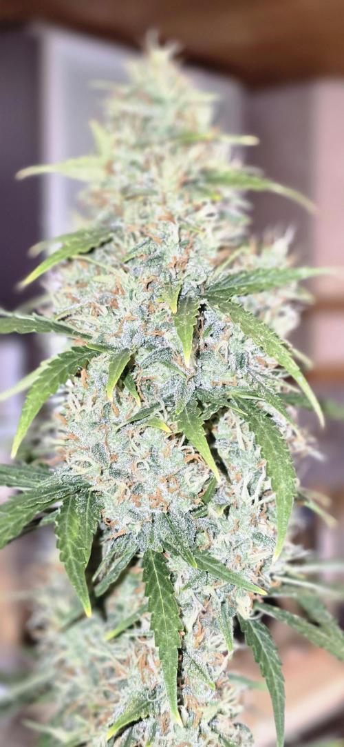 Fastbuds autoflower run. Week 9